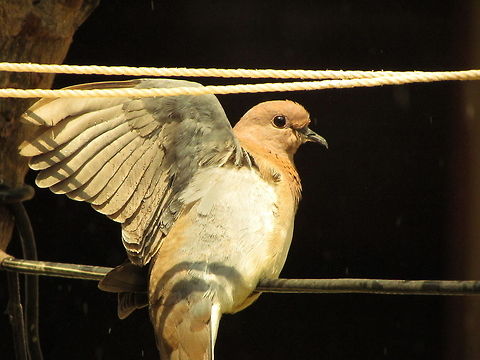 Pegion_Enjoying_the_Rain  Geotagged,Laughing Dove,Spilopelia senegalensis
