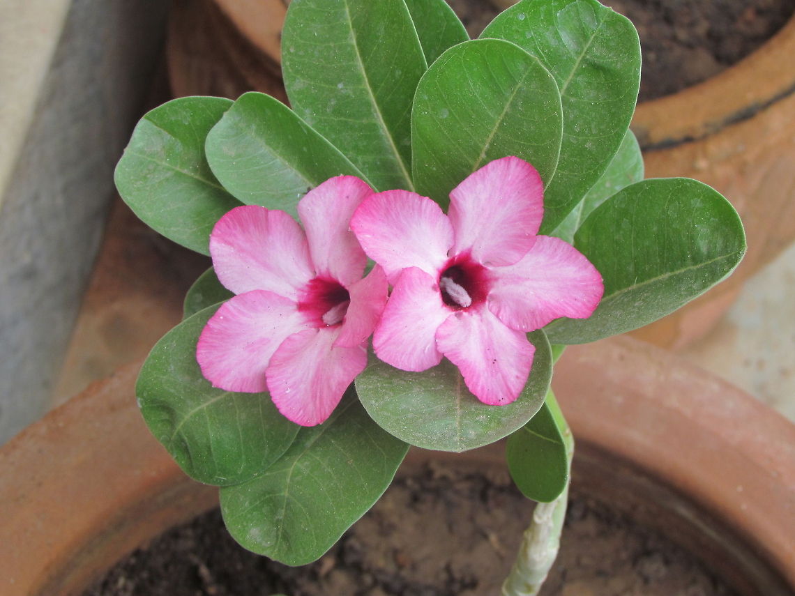 Pink_Mandevilla  Geotagged