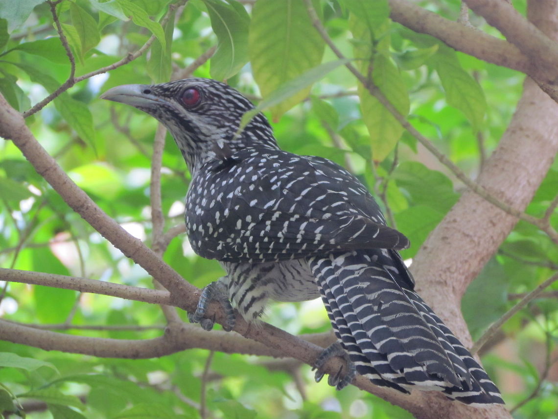 Asian Koel (Female)  Asian Koel,Eudynamys scolopaceus,Geotagged
