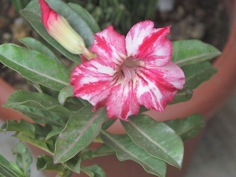 Red_and_white_Mandevilla