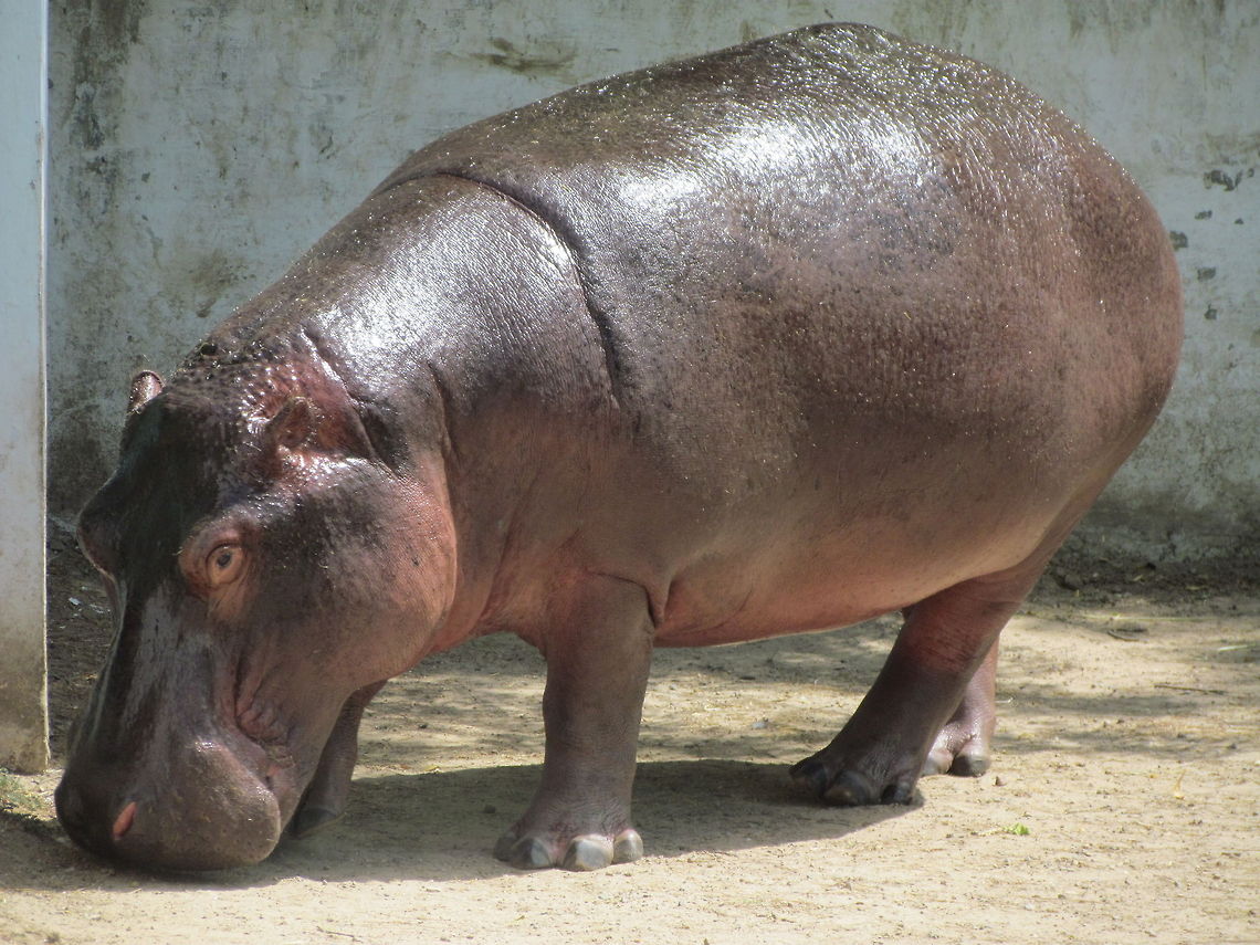 Hippo  Geotagged,Hippopotamus,Hippopotamus amphibius,India