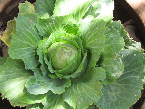 Cabage_flower  Brassica oleracea,Geotagged