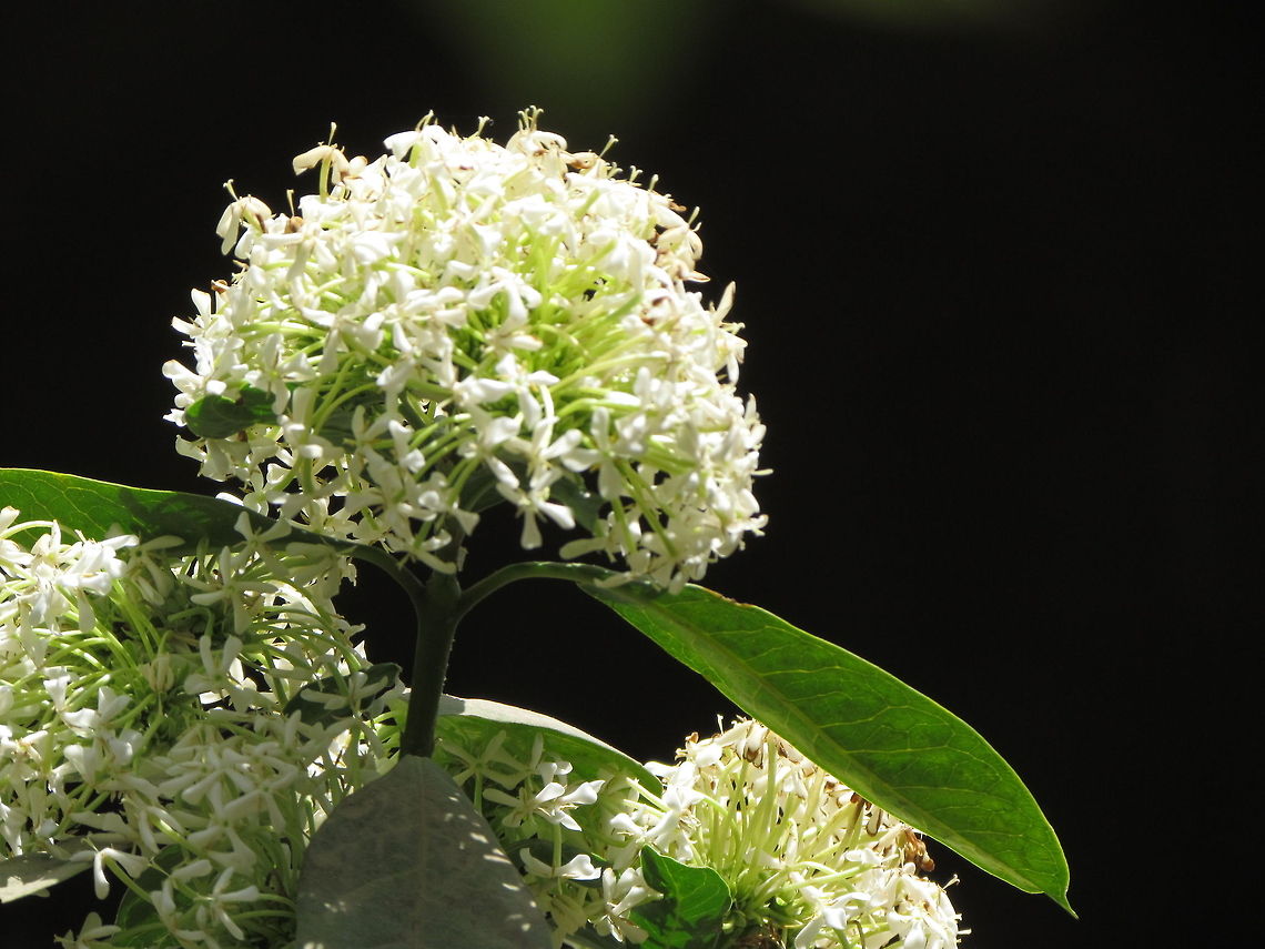 white_Flower This could be an Ixora chinensis. Geotagged,Ixora coccinea
