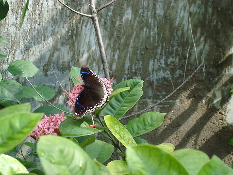 Black Butterfly  Geotagged,Great Eggfly,Hypolimnas bolina