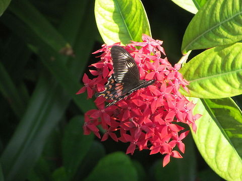Papilio polytes female form romulus  Common Mormon,Geotagged,Papilio polytes