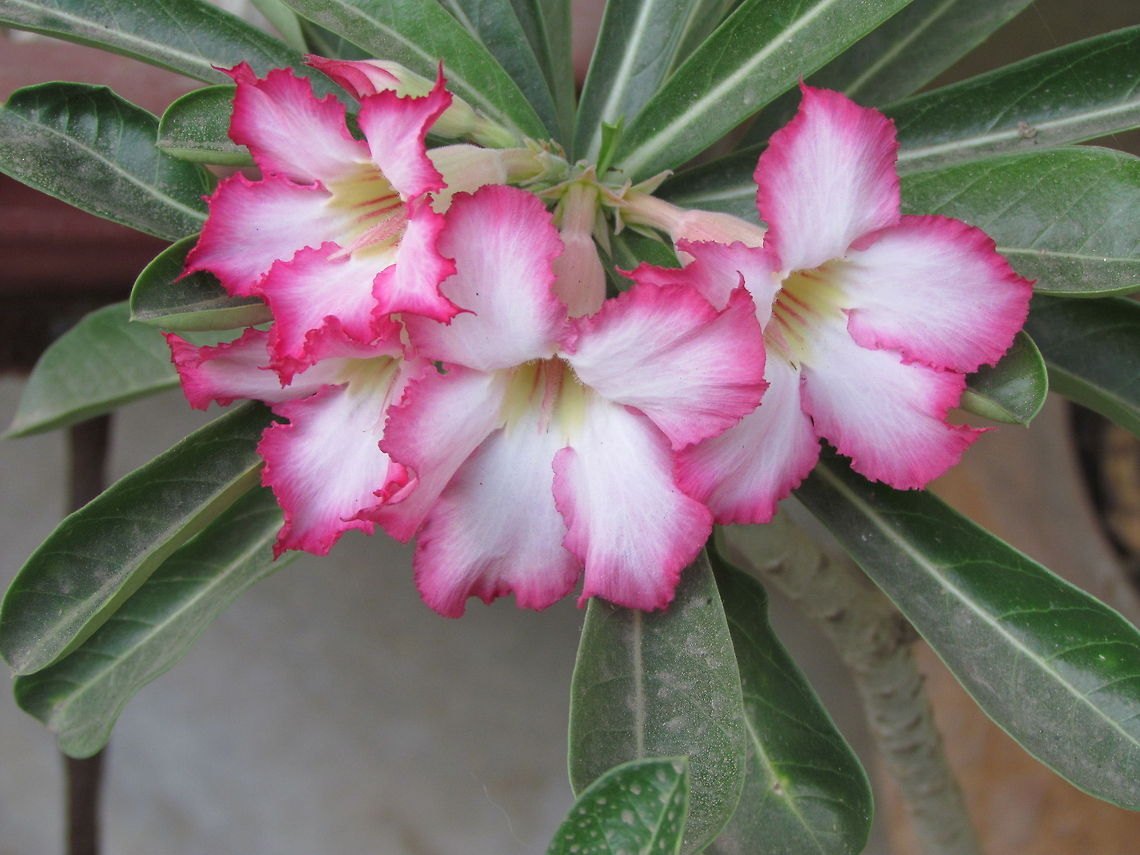 Pink and white Shade adenium  Adenium obesum,Fall,Geotagged,India
