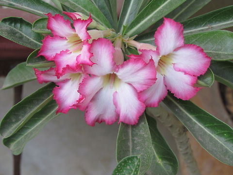 Pink and white Shade adenium  Adenium obesum,Fall,Geotagged,India