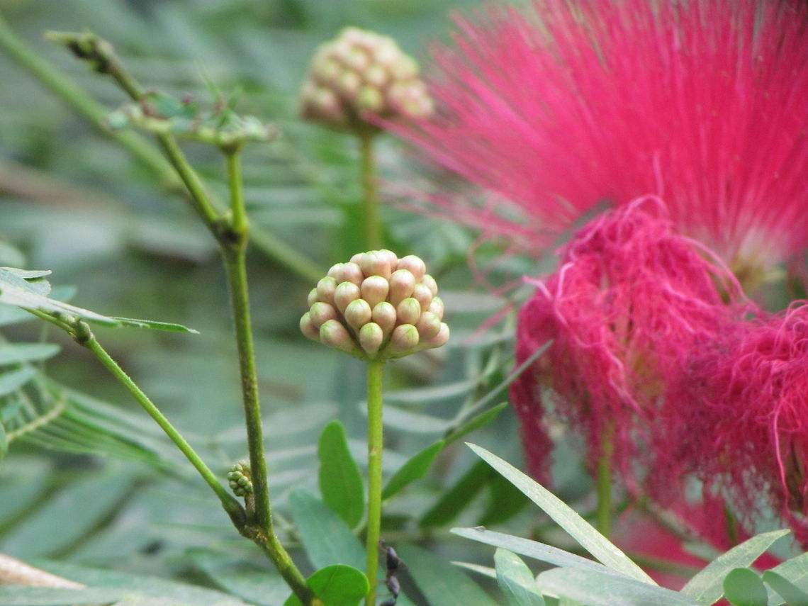 Bud of Flower  Albizia julibrissin,Fall,Geotagged,India,Persian Silk Tree