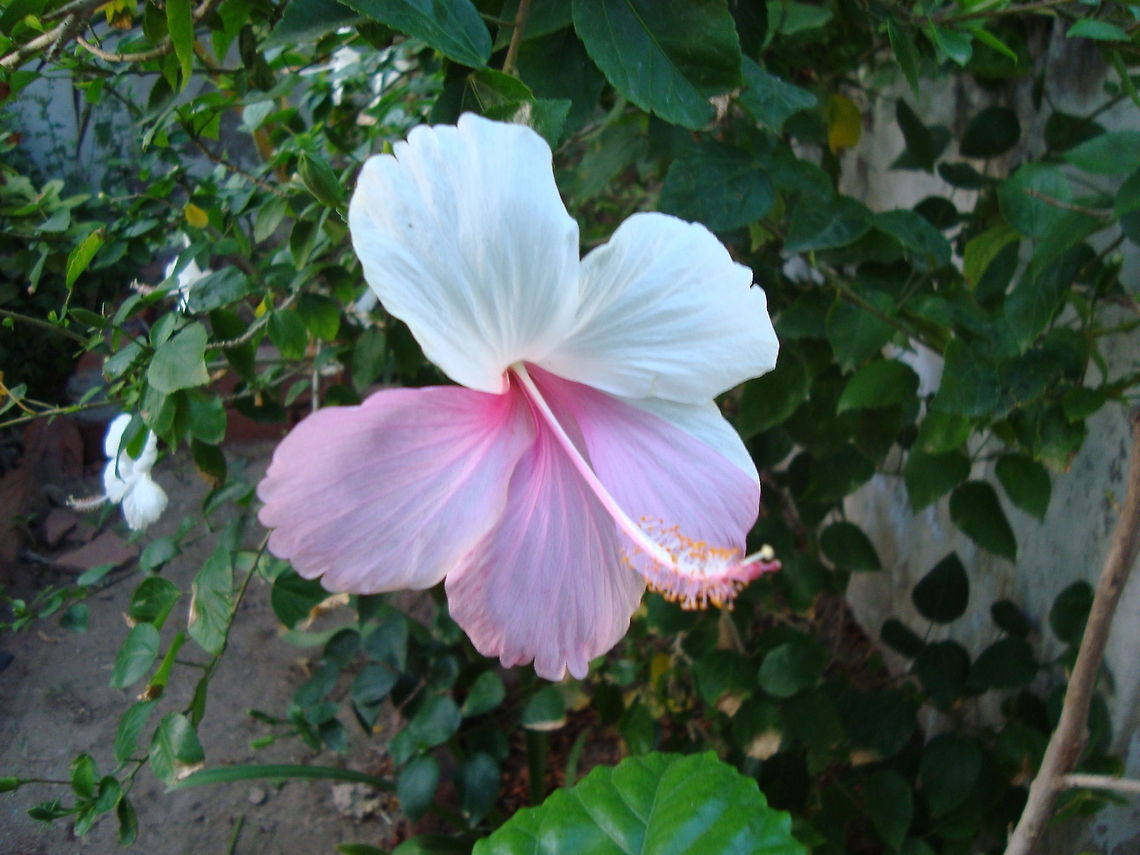 Two tone hibiscus  Fall,Geotagged,Hibiscus rosa-sinensis,India