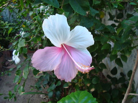 Two tone hibiscus  Fall,Geotagged,Hibiscus rosa-sinensis,India