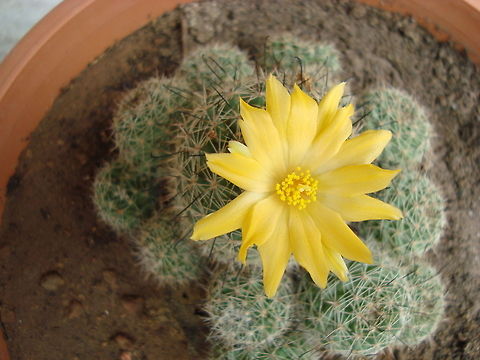 Yellow Cactus Flower  Geotagged