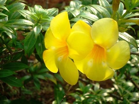 Allamanda angustifolia Flower  Allamanda angustifolia,Geotagged