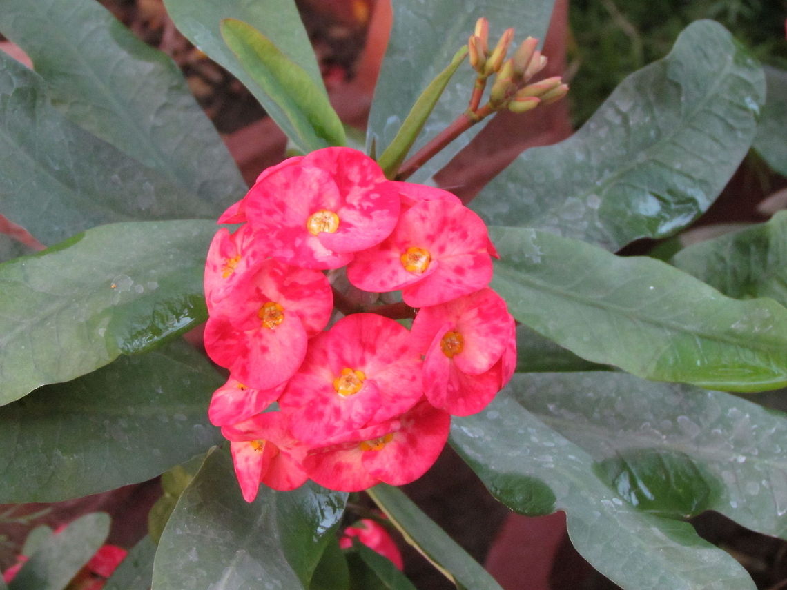 Red Euphorbia  Euphorbia milii,Geotagged