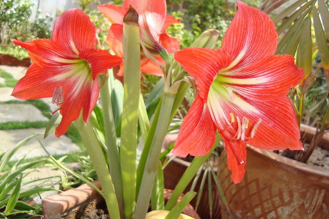 Orange Hippeastrum  Geotagged