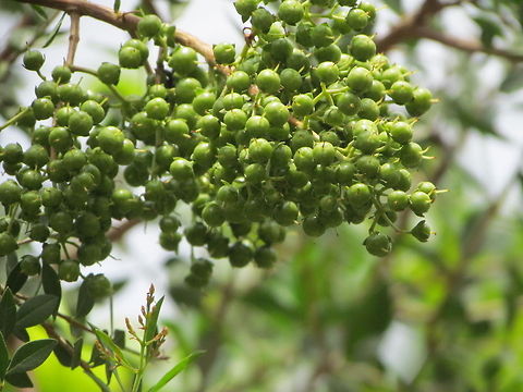 seed of Henna Plant  Geotagged,Henna,Lawsonia inermis