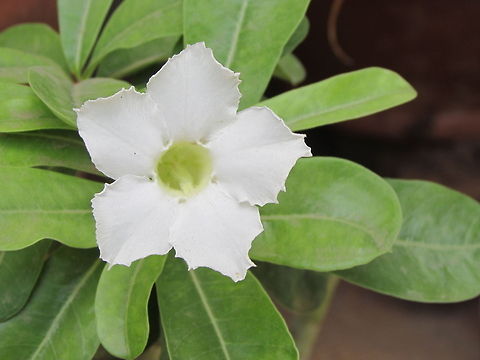 white adenium  Adenium obesum