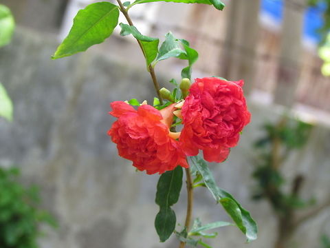 flower of Pomegranate  Geotagged,Pomegranate,Punica granatum