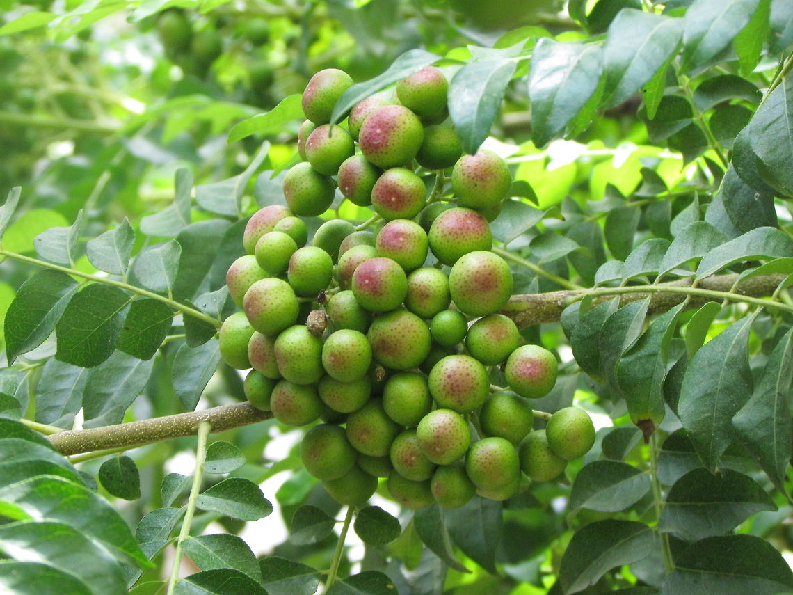 Seed of curry leaves  Curry Leaf Tree,Geotagged,India,Murraya koenigii