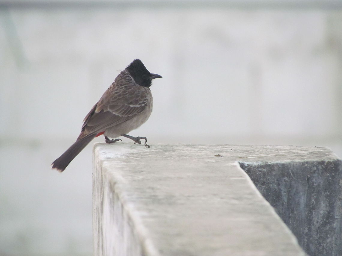 Red Vented Bulbul  Geotagged,India,Pycnonotus cafer,Red-vented Bulbul,Winter