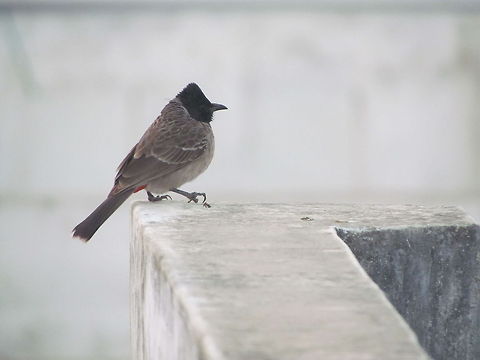 Red Vented Bulbul  Geotagged,India,Pycnonotus cafer,Red-vented Bulbul,Winter