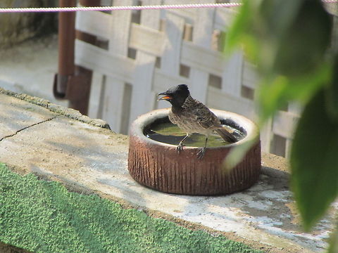 Bulbul The Red-vented Bulbul is a member of the bulbul family of passerines.It is resident breeder across the Indian Subcontinent, including Sri Lanka extending east to Burma and parts of Tibet.  Geotagged,India,Pycnonotus cafer,Red-vented Bulbul,Summer