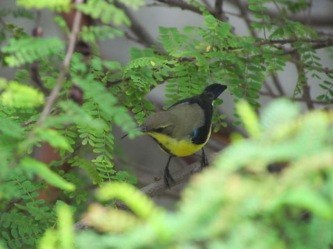 Purple Sunbird  Cinnyris asiaticus,Geotagged,India,Purple Sunbird,Summer