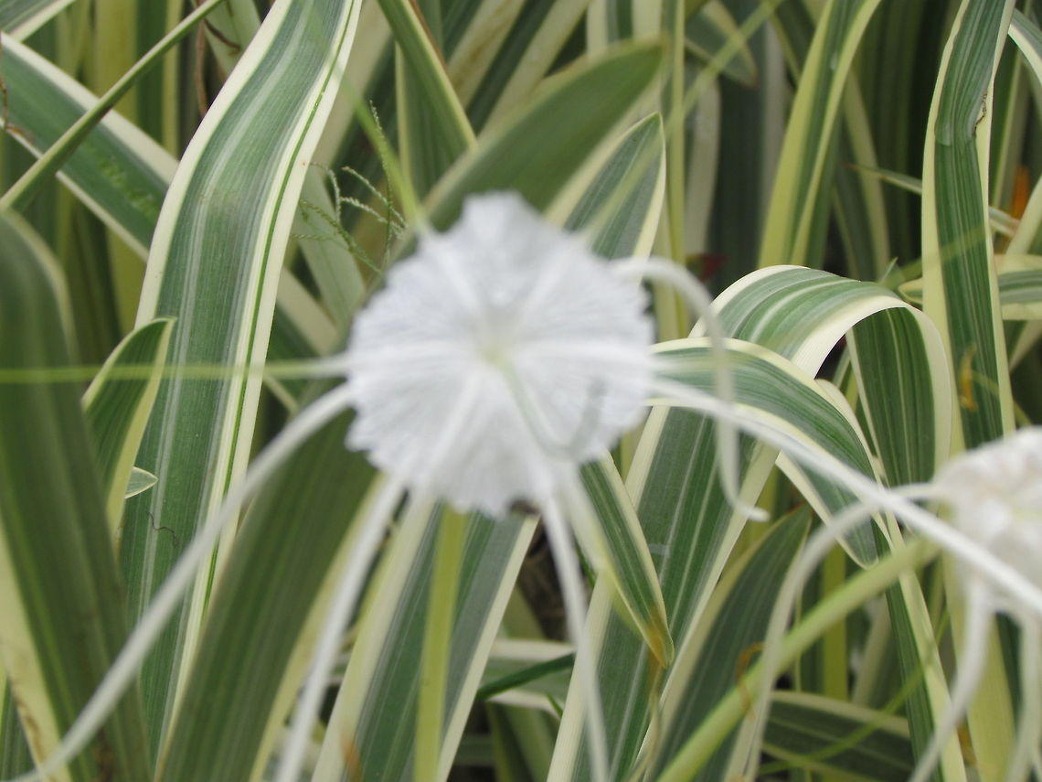 white_flower  Beach Spider Lily,Geotagged,Hymenocallis littoralis,India