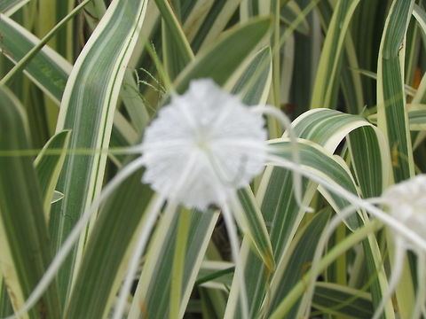 white_flower  Beach Spider Lily,Geotagged,Hymenocallis littoralis,India