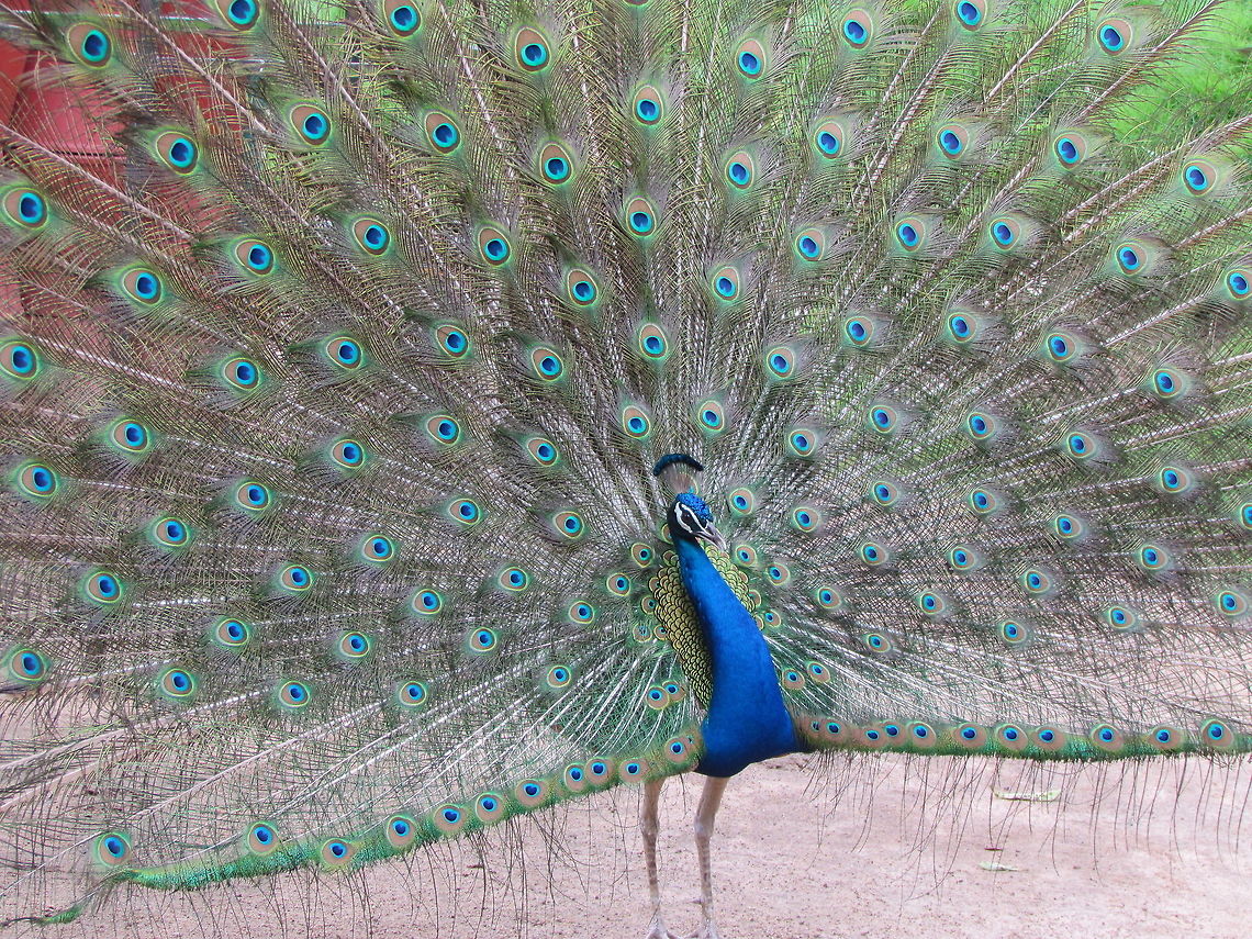 Indian_Peacock The Indian Peafowl or Blue Peafowl (Pavo cristatus) is a large and brightly coloured bird of the pheasant family native to South Asia, but introduced and semi-feral in many other parts of the world. The peacock (male) is predominantly blue with a fan-like crest of spatula-tipped wire-like feathers and is best known for the long train made up of elongated upper-tail covert feathers which bear colourful eyespots Geotagged,India,Indian Peafowl,Pavo cristatus
