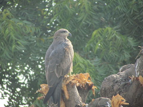 Indian Eagle The Indian Spotted Eagle (Aquila hastata) is a large South Asian bird of prey. Like all typical eagles, it belongs to the family Accipitridae. The typical eagles are often united with the buteos, sea eagles and other more heavyset Accipitridae, but more recently it appears as if they are less distinct from the more slender accipitrine hawks Aquila hastata,Bubo bengalensis,Geotagged,India,Indian Eagle-Owl,Indian Spotted Eagle