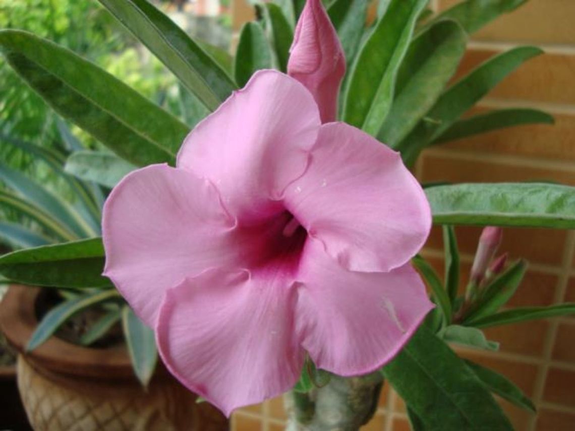 Pink Adenium (Adenium obesum) Adenium obesum is a species of flowering plant in the dogbane family Adenium obesum,Geotagged,India