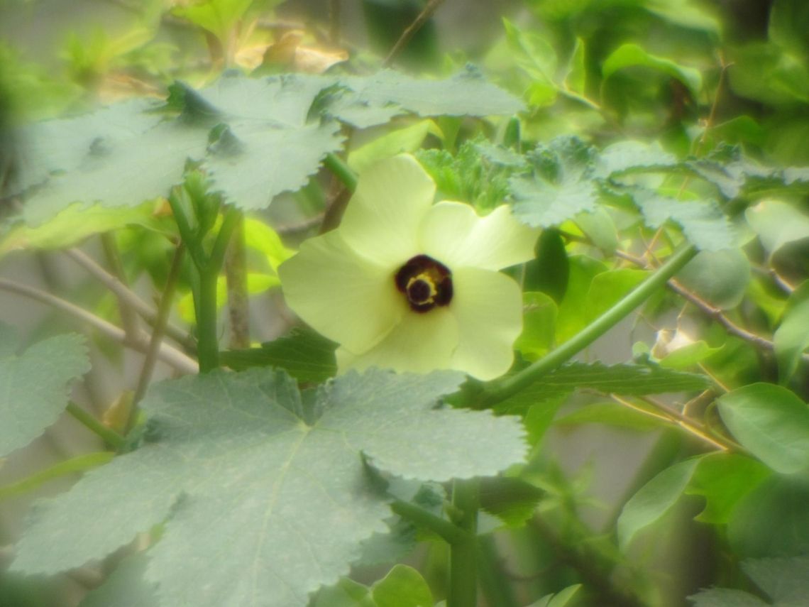 Flower of Ladies Finger  Abelmoschus esculentus,Geotagged,India