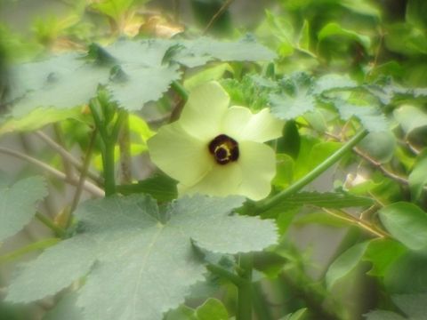 Flower of Ladies Finger  Abelmoschus esculentus,Geotagged,India