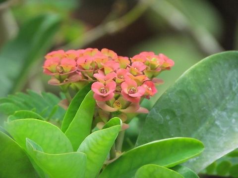 Euphorbia milii  Euphorbia milii,Geotagged,India