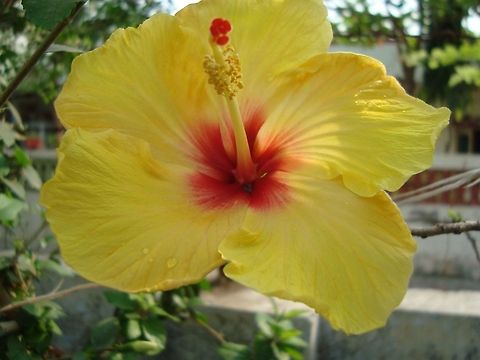 Yellow Hibiscus  Chinese hibiscus,Geotagged,Hibiscus rosa-sinensis,India