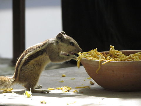 Squirrel Eating maggie  Funambulus palmarum,Geotagged,India,Indian palm squirrel