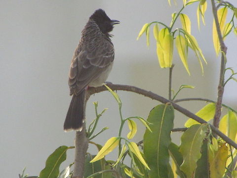 Red vented Bulbul  Common Bulbul,Geotagged,India,Pycnonotus barbatus,Pycnonotus cafer,Red-vented Bulbul
