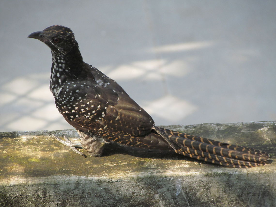 Female Asian Koel  Asian Koel,Eudynamys scolopaceus,Geotagged,India