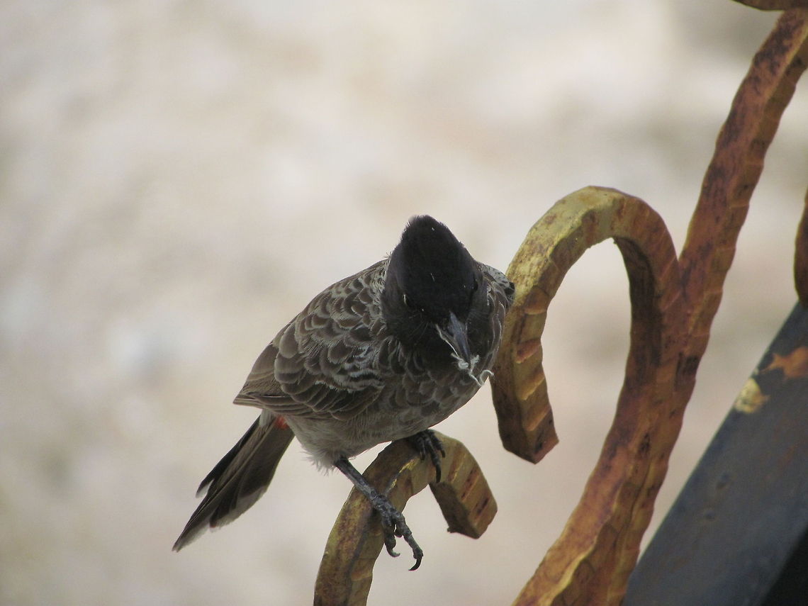 IMG_2758  Common Bulbul,Geotagged,India,Pycnonotus barbatus,Pycnonotus cafer,Red-vented Bulbul