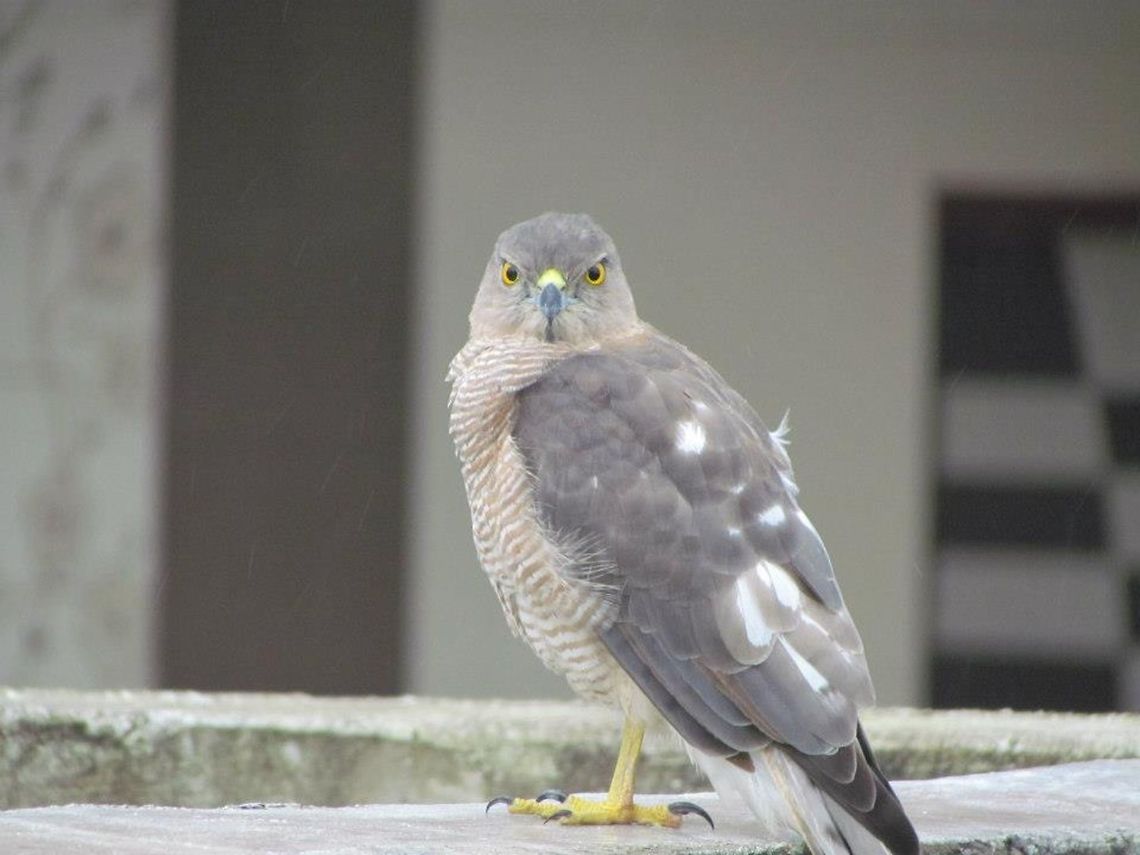 The Shikra - Female  Accipiter badius,Geotagged,India,Shikra