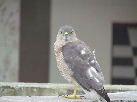 The Shikra - Female  Accipiter badius,Geotagged,India,Shikra