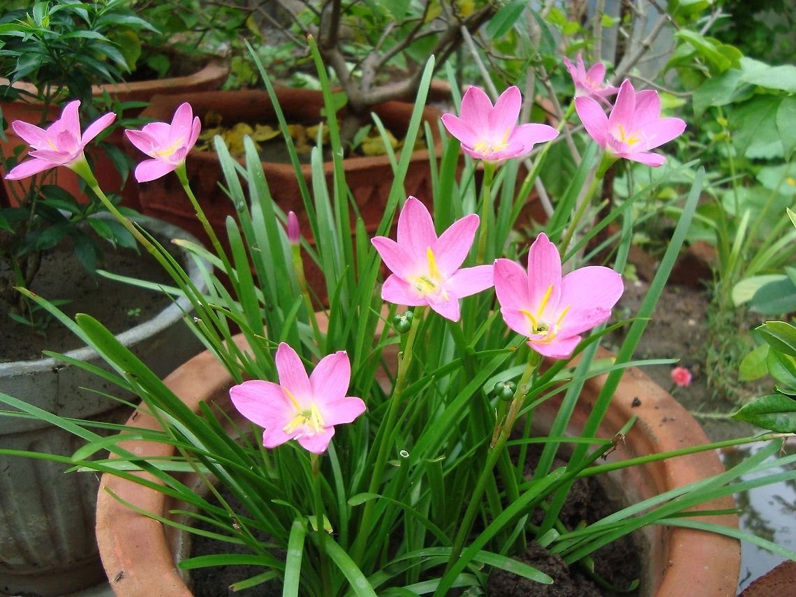 Pink rain lily  Geotagged,India,Zephyranthes rosea