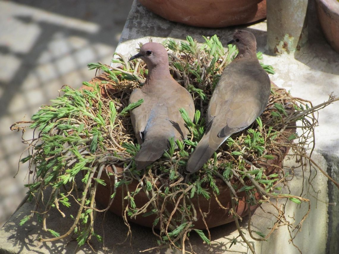 Love_Dove  Geotagged,India,Laughing Dove,Spilopelia senegalensis