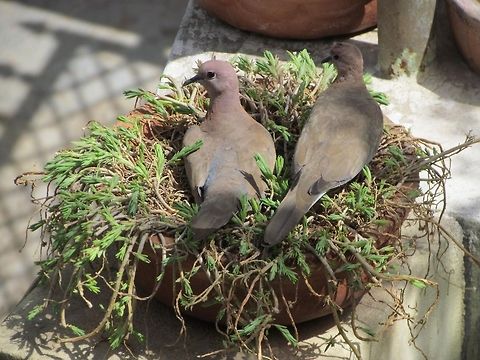 Love_Dove  Geotagged,India,Laughing Dove,Spilopelia senegalensis