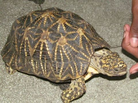 Indian star tortoise  Geochelone elegans,Geotagged,India,Indian star tortoise
