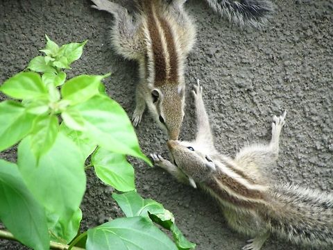 Lovely Squirrels  Funambulus palmarum,Geotagged,India,Indian palm squirrel