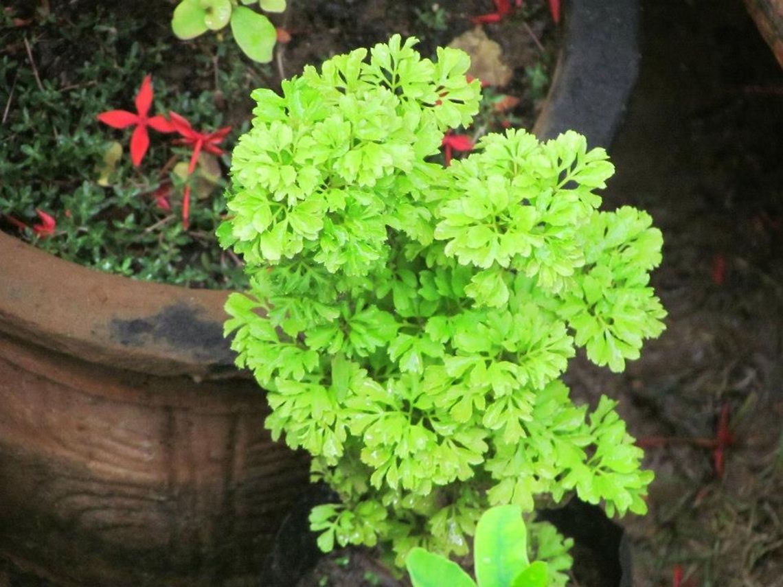 Plant  Geotagged,India