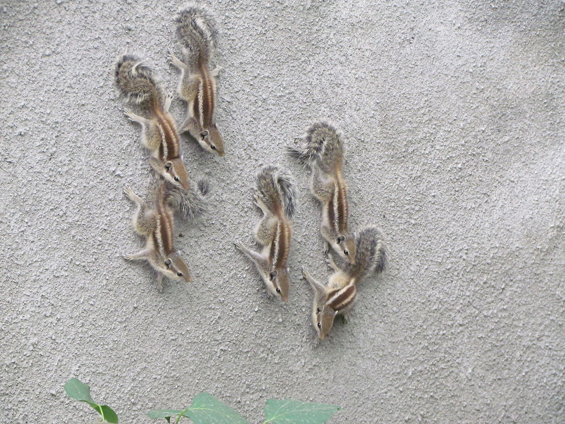 Group of squirrels  Funambulus palmarum,Geotagged,India,Indian palm squirrel
