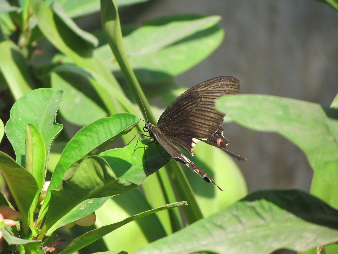 Common Mormon female, stichius form  Common Mormon,Geotagged,India,Papilio polytes,Swallowtail