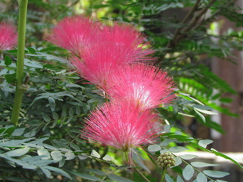 Silk Tree  Albizia julibrissin,Geotagged,India,Persian Silk Tree